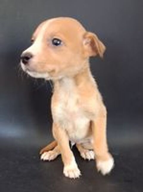   jack russell x chihuahua 