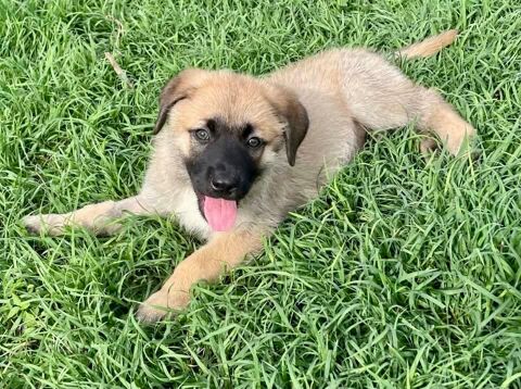 Aro, mâle croisé berger, né le 10/03/2025 &#128054; 300 94000 Crteil
