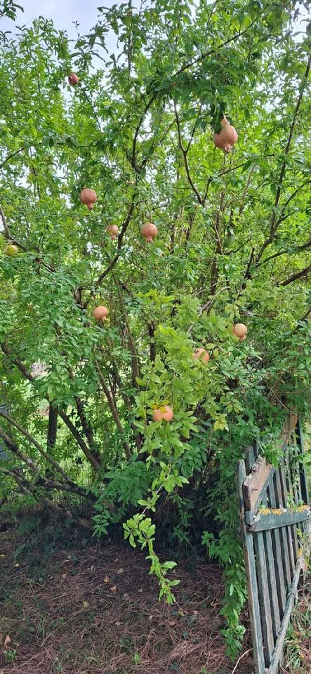 GRENADES 3E LE KILO Jardin
