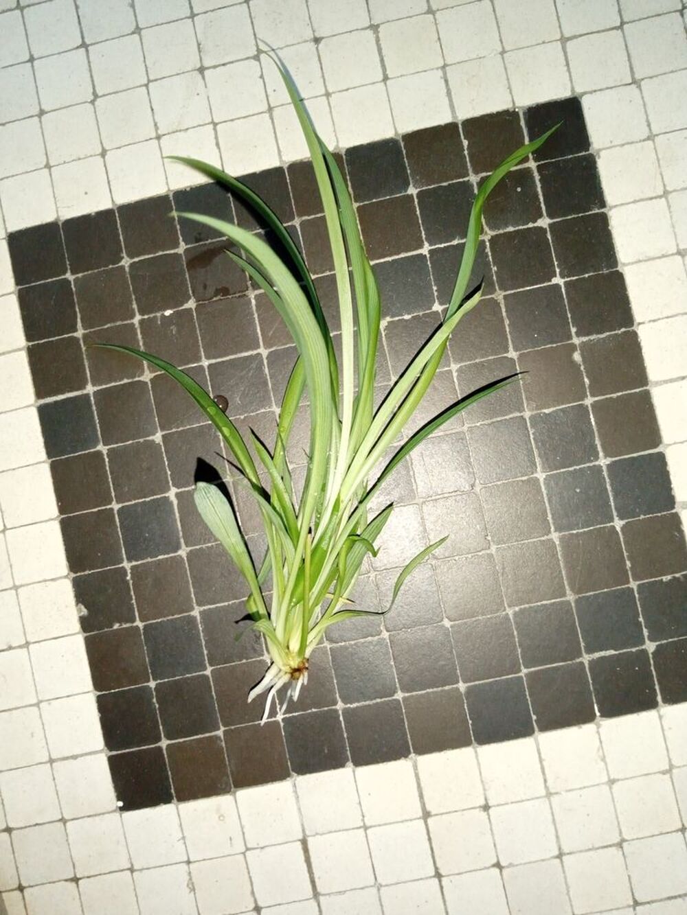 Lot 4 boutures de Chlorophytum plante verte pr&ecirc;te &agrave; planter Jardin