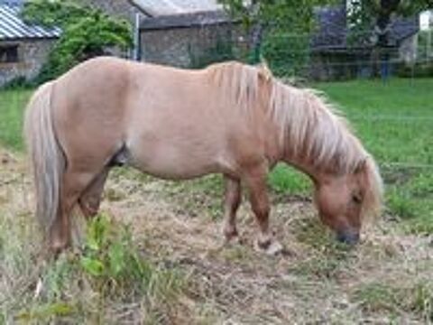   Saillie �talon Mini-Shetland agr�� 