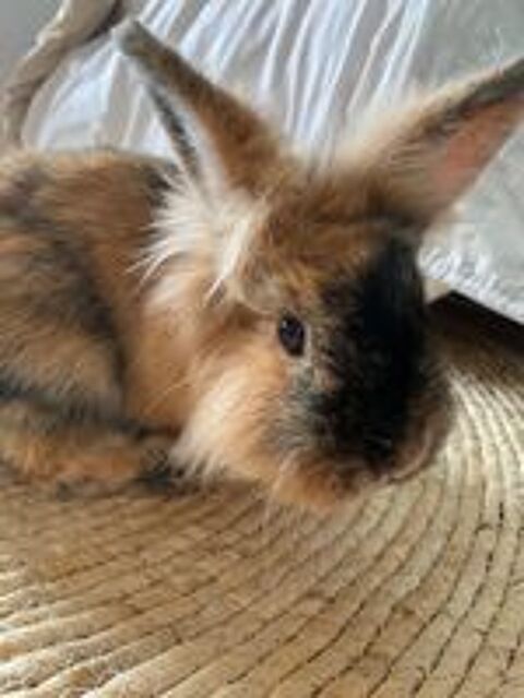   Lapins nains angora 