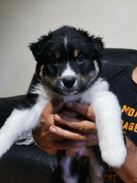 Magnifique chiots bergers australien male et femelle  650 40120 Arue