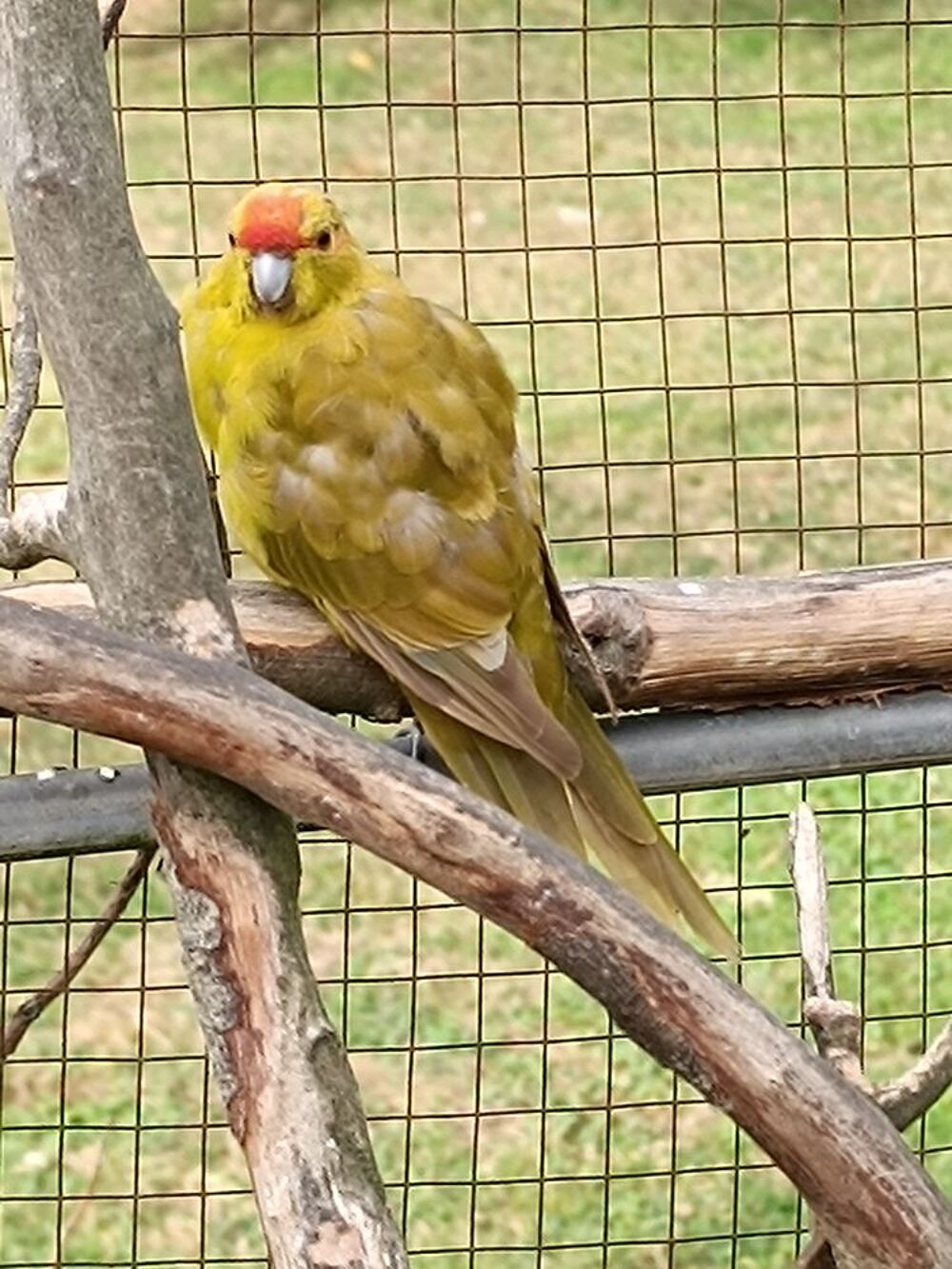   Kakariki  