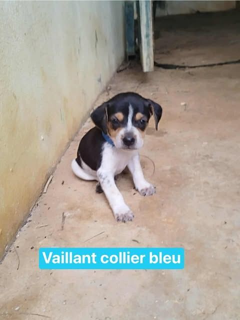 Vaillant, l'adorable bébé 300 77000 Livry-sur-seine