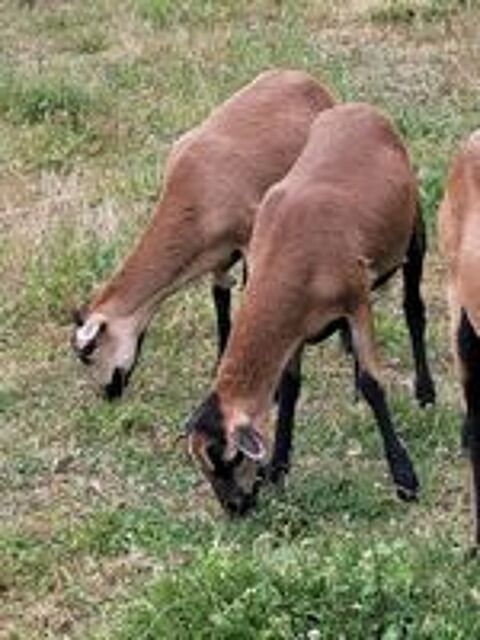   Mouton du cameroun  