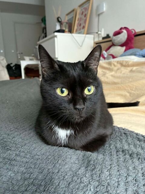  Fenty, douce minette noire proche de l'humain 180 92220 Bagneux