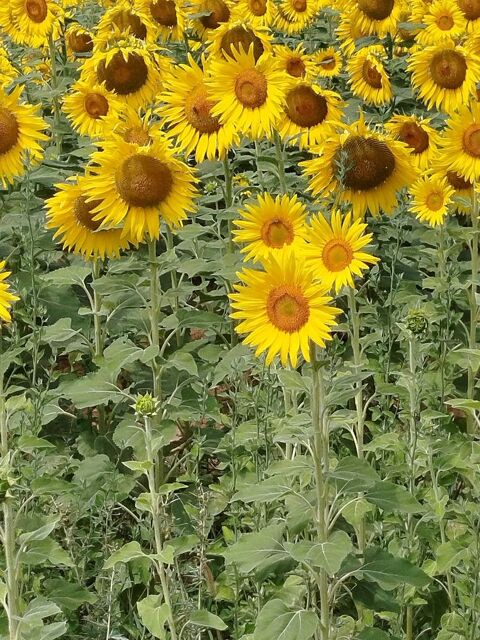 Terrain non constructible. 5500 30130 Pont-saint-esprit