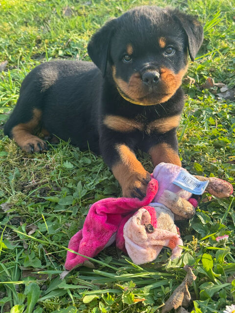 &Agrave; r&eacute;server magnifique chiot rottweiler lof queue coup&eacute;e  0 41800 Montoire-sur-le-loir