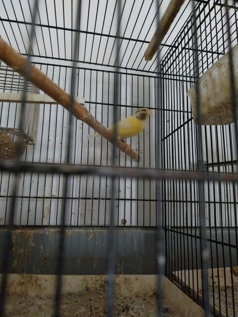 Canaris bec droit 20 17260 Gémozac