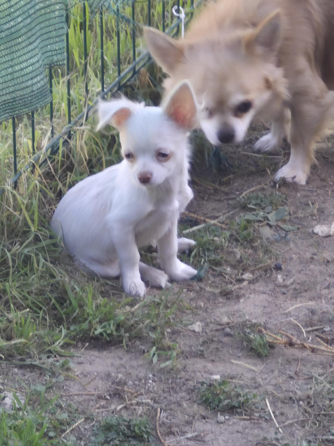 Chihuahua &agrave; poils mi-long 750 33220 Sainte-foy-la-grande