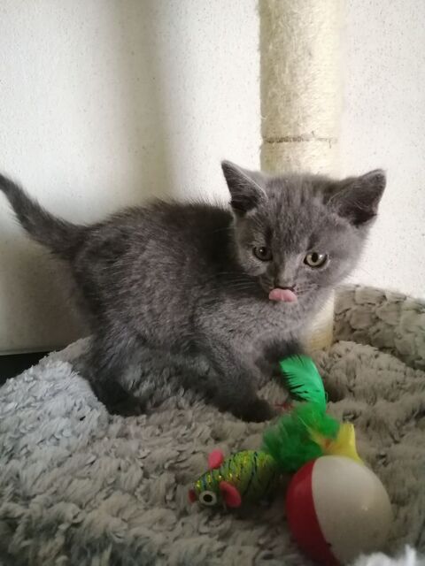 A r&eacute;server chatons Chartreux LOOF 950 65370 Siradan