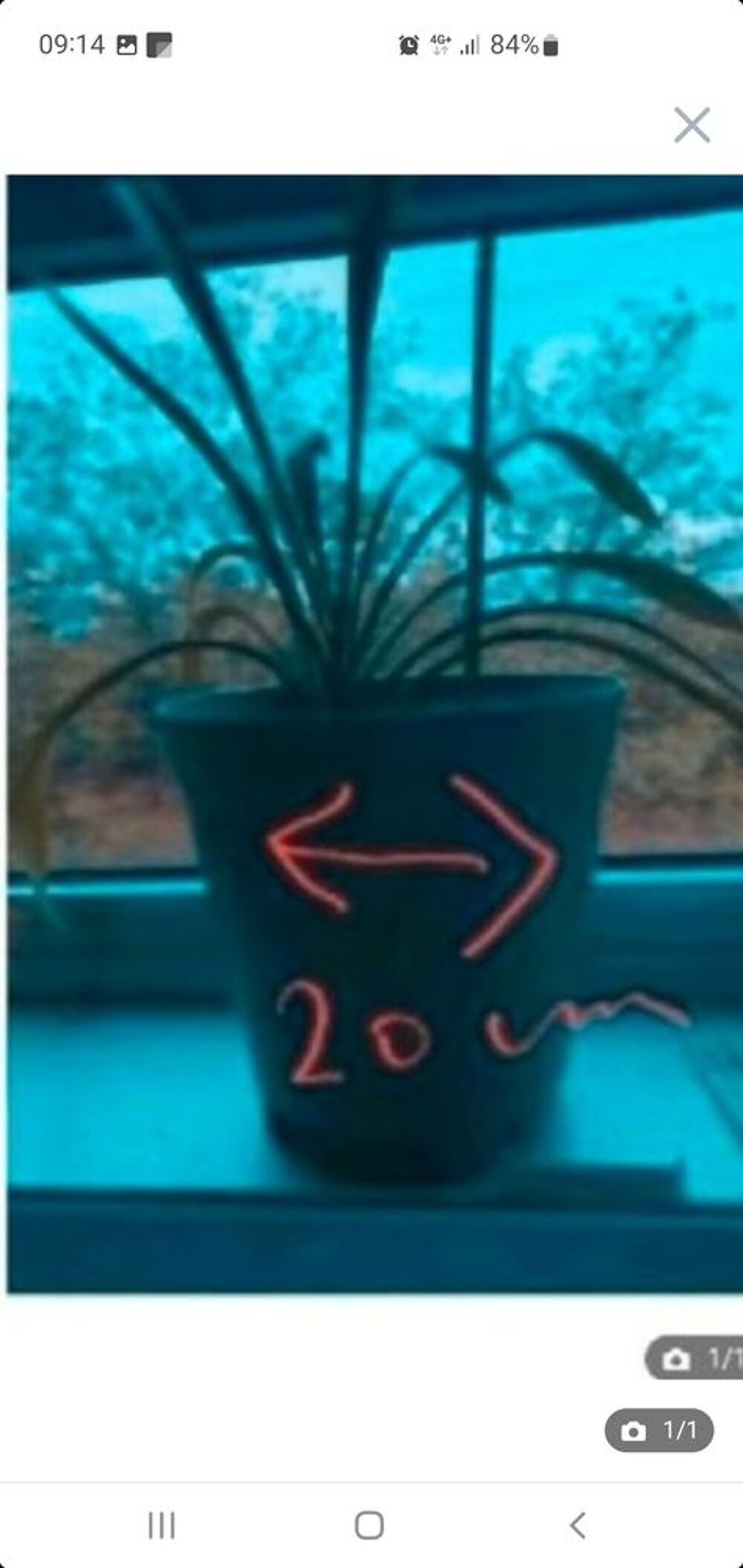 plante naturelle pot en plastique 20 cm Dcoration