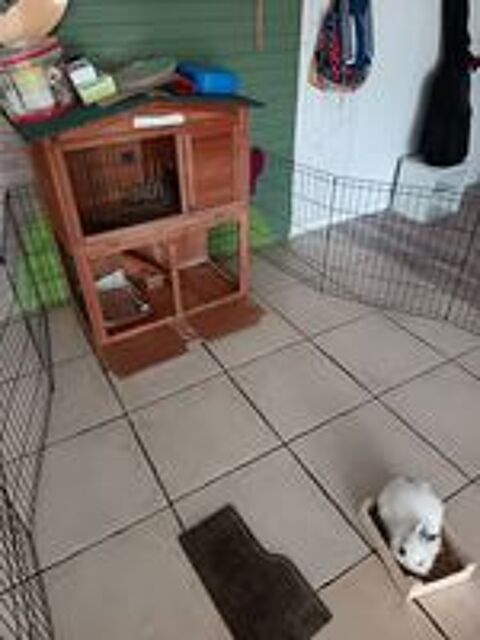   Donne lapin contre bons soins 