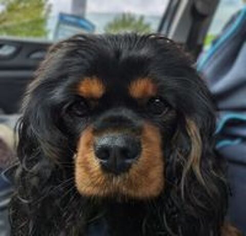   Cavalier King Charles femelle 4 ans pour retraite 