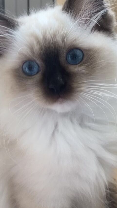 Magnifiques chatons Ragdoll 1400 78370 Plaisir
