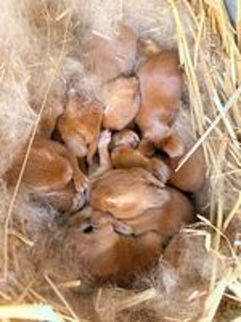  lapin bélier nain 