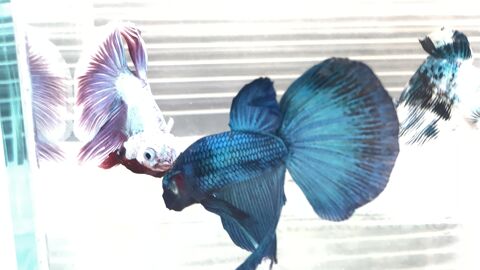 poisson betta combattant m et f 10 95190 Goussainville