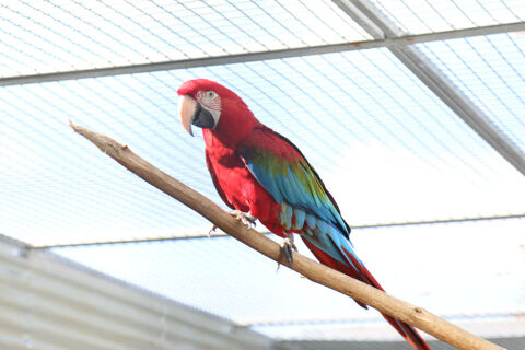 Ara chloropt&egrave;re 2300 32120 Sarrant