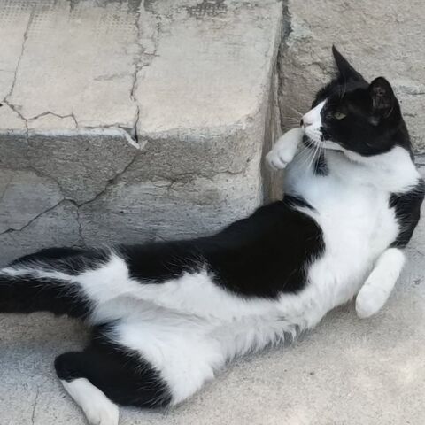 Adorable Pistache &#128154; 150 38470 L'albenc