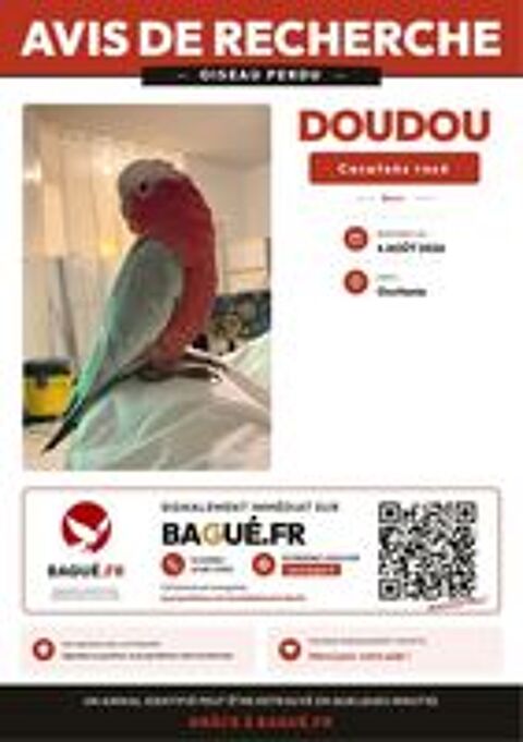   Cacatoès Rosalbin perdu  