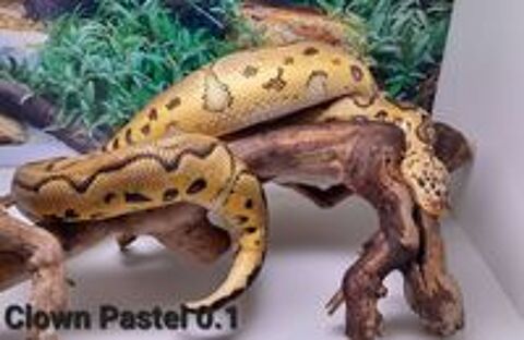   Python regius
