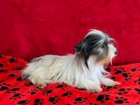 2 petits copains  300 38540 Saint-just-chaleyssin