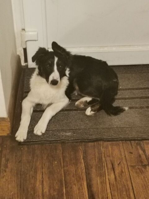 chiot Border Collie 600 14190 Estr�es-la-campagne