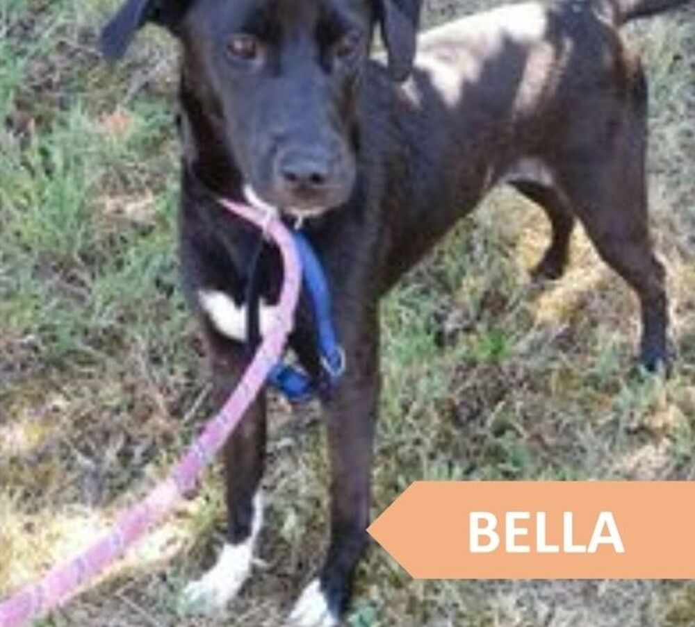   URGENT BELLA FEMELLE 2ANS  NON STRILISE VISIBLE DANS L'OISE A ADOPTER  