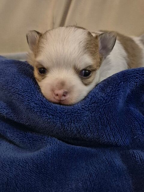 chihuahua poils long 830 17400 Saint-denis-du-pin