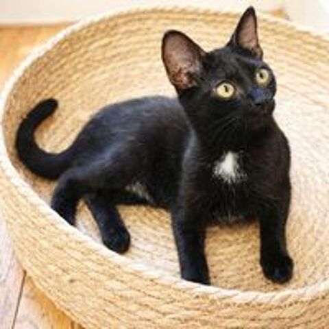   SIRIUS 