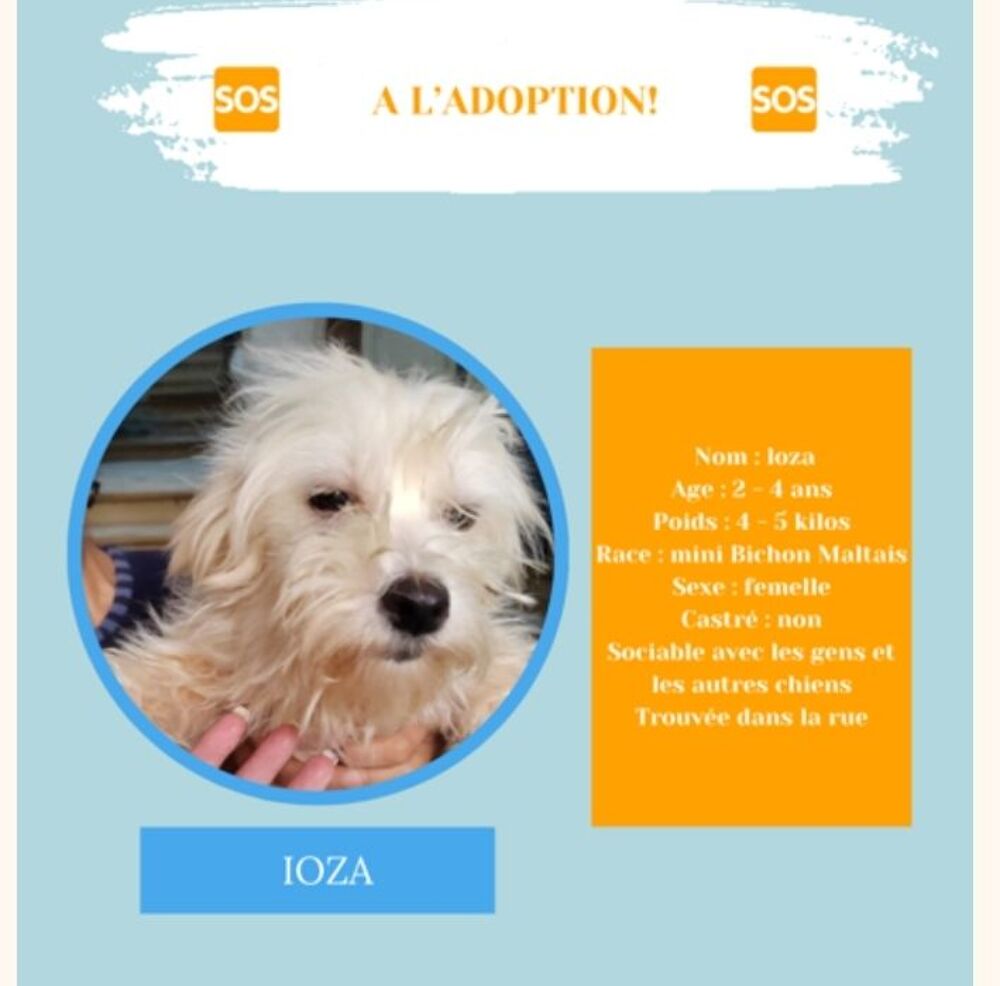   IOZA FEMELLE NON STRILISE 2A4 ANS EN EGYPTE A ADOPTER  