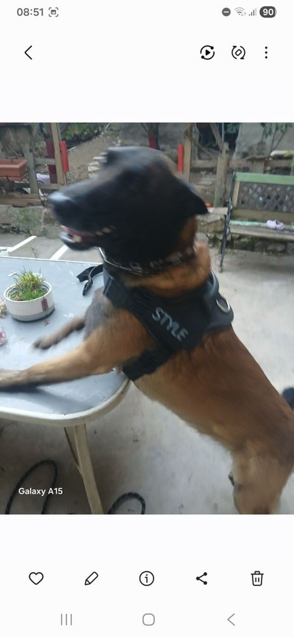   Beau malinois 