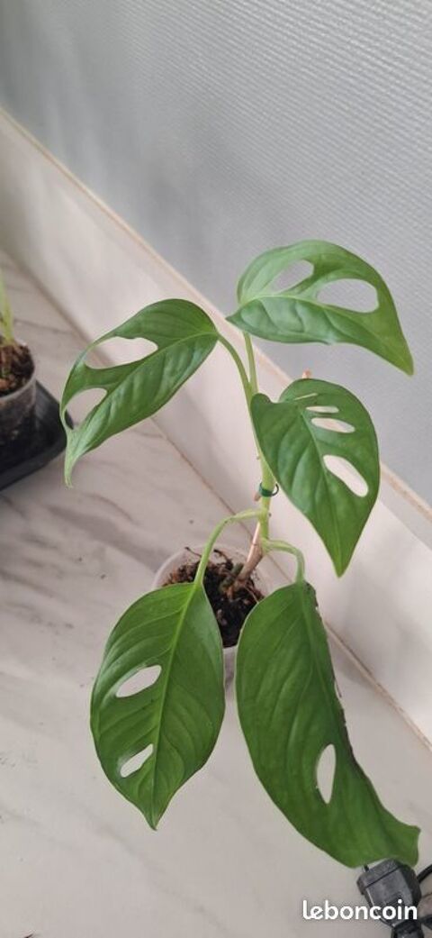 Monstera adansonii bouture 75 4 Clermont-Ferrand (63)