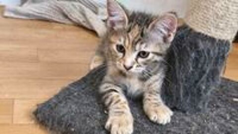   Superbe chaton femelle rayée grise 