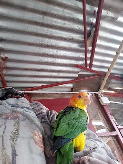 Caique t&ecirc;te orange 500 38300 Bourgoin-jallieu