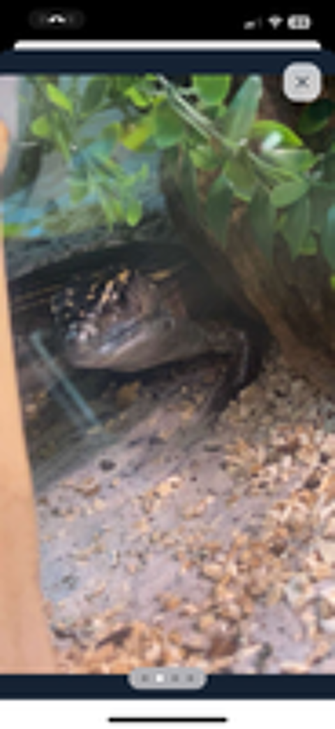   boa et lézard 