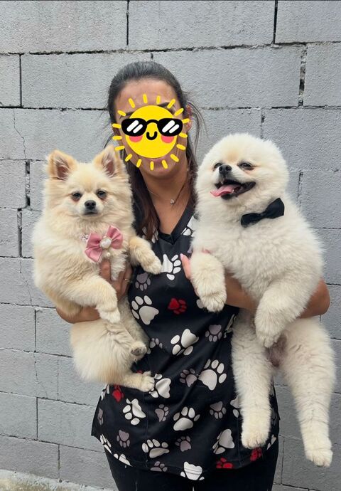 ? Chiots type Spitz Nain (Pomeranian) blancs et sable &agrave; r&eacute;se 1800 93100 Montreuil