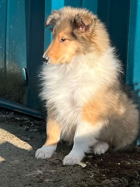 Chiots colley poil long ( lassie) 950 58350 Nannay