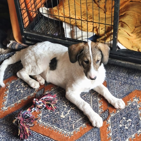 VERA en roumanie ( nous lui cherchons une famille d accueil pour la sauver ) 0 75018 Paris