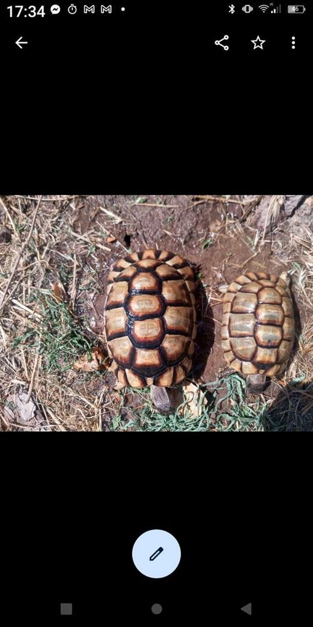 tortue adulte male et femelle marginata Jardin
