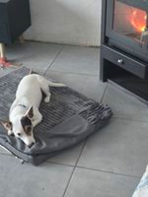   Jack russel  