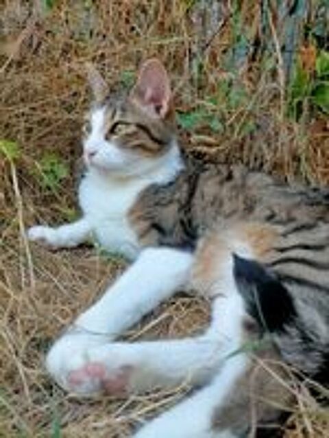   Raoul, chat à adopter 