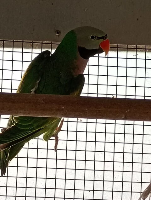 Perruche moustache m&acirc;le 110 80960 Saint-blimont