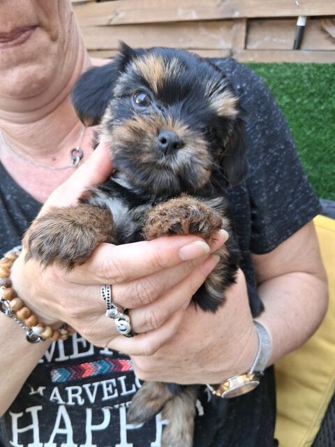 Chiots yorkshire terrier  1100 83460 Les arcs