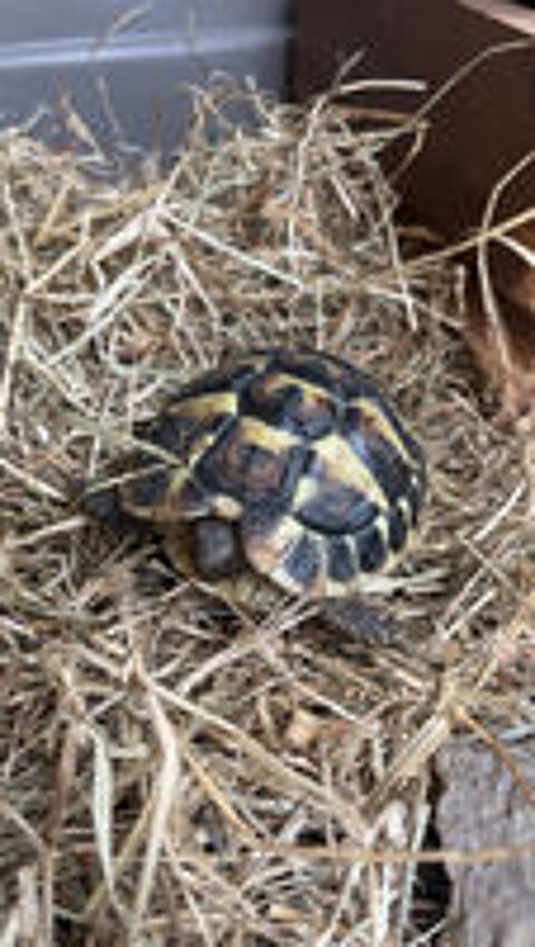   Tortue Herman �g�e de 3 ans  