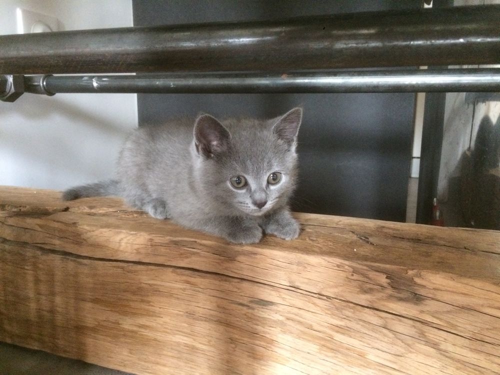   Chatons Chartreux 