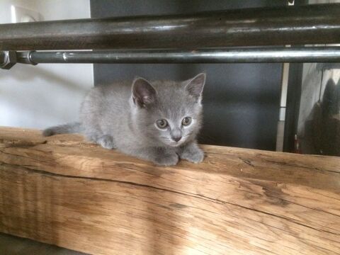 Chatons Chartreux 850 75017 Paris