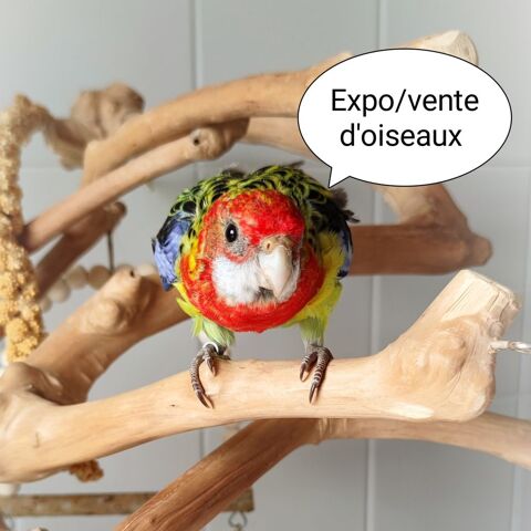 Expo d'oiseaux le samedi 3 octobre 2026 0 29200 Brest
