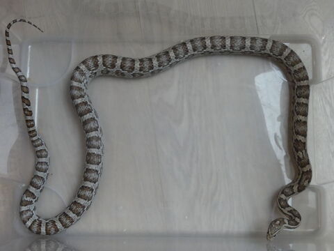 Pantherophis anery het scaleless het hypo male
50 59284 Pitgam